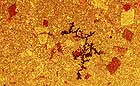 25-30 kb thumbnail JPG image of microphotograph by Doug Craft - links to larger image in right frame