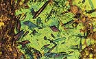 25-30 kb thumbnail JPG image of microphotograph by Doug Craft - links to larger image in right frame
