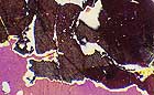 25-30 kb thumbnail JPG image of microphotograph by Doug Craft - links to larger image in right frame