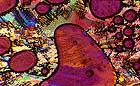 25-30 kb thumbnail JPG image of microphotograph by Doug Craft - links to larger image in right frame