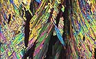 25-30 kb thumbnail JPG image of microphotograph by Doug Craft - links to larger image in right frame