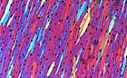 25-30 kb thumbnail JPG image of microphotograph by Doug Craft - links to larger image in right frame