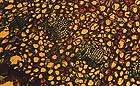 25-30 kb thumbnail JPG image of microphotograph by Doug Craft - links to larger image in right frame