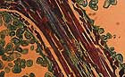 25-30 kb thumbnail JPG image of microphotograph by Doug Craft - links to larger image in right frame