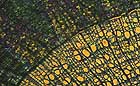 25-30 kb thumbnail JPG image of microphotograph by Doug Craft - links to larger image in right frame