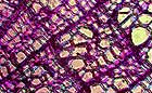 25-30 kb thumbnail JPG image of microphotograph by Doug Craft - links to larger image in right frame