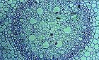 25-30 kb thumbnail JPG image of microphotograph by Doug Craft - links to larger image in right frame