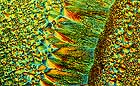 25-30 kb thumbnail JPG image of microphotograph by Doug Craft - links to larger image in right frame