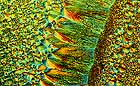 25-30 kb thumbnail JPG image of microphotograph by Doug Craft - links to larger image in right frame