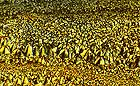 25-30 kb thumbnail JPG image of microphotograph by Doug Craft - links to larger image in right frame