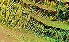 25-30 kb thumbnail JPG image of microphotograph by Doug Craft - links to larger image in right frame