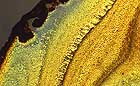 25-30 kb thumbnail JPG image of microphotograph by Doug Craft - links to larger image in right frame