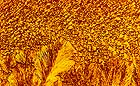 25-30 kb thumbnail JPG image of microphotograph by Doug Craft - links to larger image in right frame