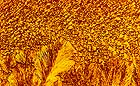 25-30 kb thumbnail JPG image of microphotograph by Doug Craft - links to larger image in right frame