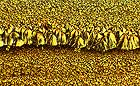 25-30 kb thumbnail JPG image of microphotograph by Doug Craft - links to larger image in right frame