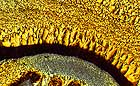 25-30 kb thumbnail JPG image of microphotograph by Doug Craft - links to larger image in right frame