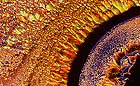 25-30 kb thumbnail JPG image of microphotograph by Doug Craft - links to larger image in right frame